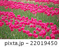赤いチューリップ 22019450