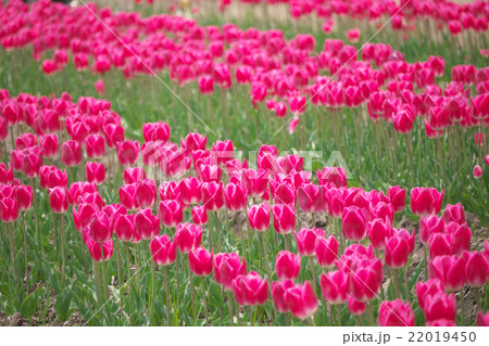 赤いチューリップ 22019450
