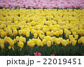 チューリップのじゅうたん 22019451