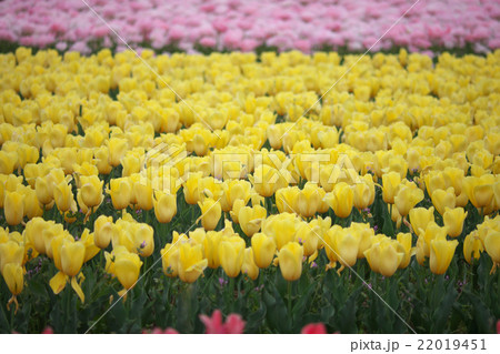 チューリップのじゅうたん 22019451