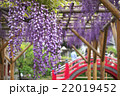 藤の花と赤い橋 22019452