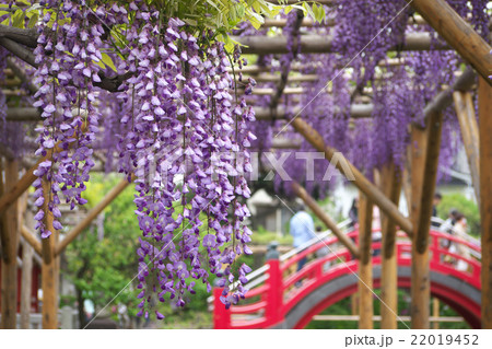 藤の花と赤い橋 22019452