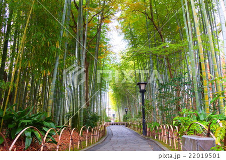 修善寺の竹林 22019501