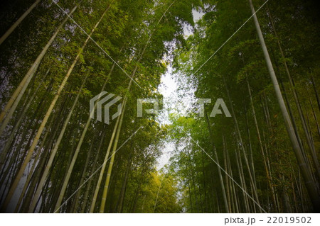 修善寺の竹の小径 22019502