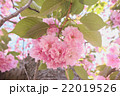 八重桜 22019526