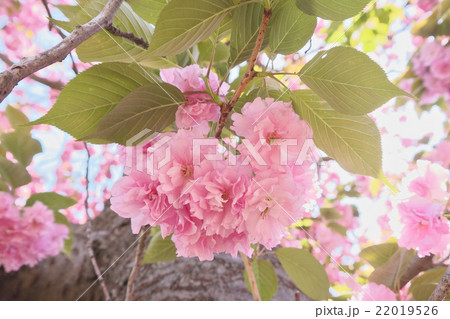 八重桜 22019526