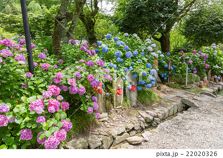 矢田寺(あじさい寺) 矢田寺(あじさい寺) 22020326