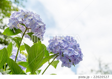青い紫陽花 22020527