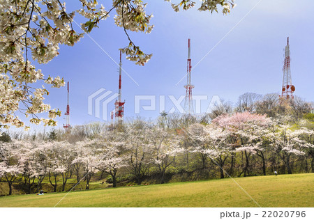 大森山公園の桜と電波塔 22020796