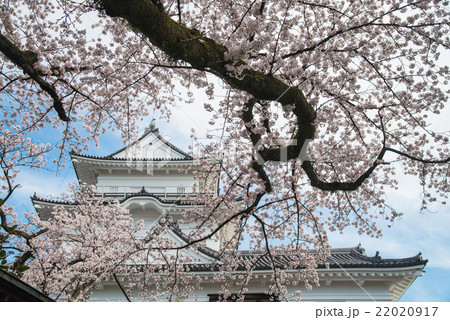 満開の桜咲く小田原城天守閣 22020917