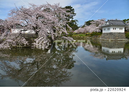 桜咲く小田原城のお堀 22020924