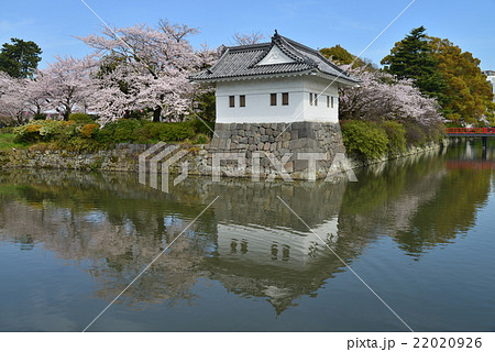 桜咲く小田原城 22020926