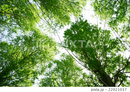 新緑のメタセコイアを見上げる 22021037