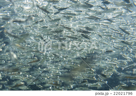 さけの稚魚 さけの稚魚 22021796