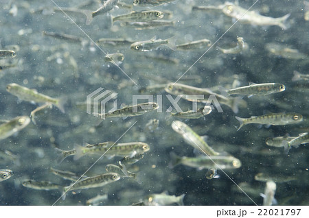 さけの稚魚 さけの稚魚 22021797