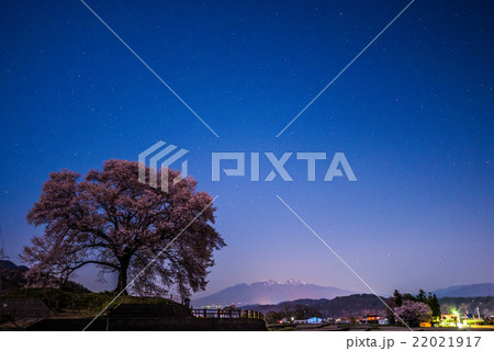 月の光に照らされたわに塚の一本桜 月の光に照らされたわに塚の一本桜 22021917