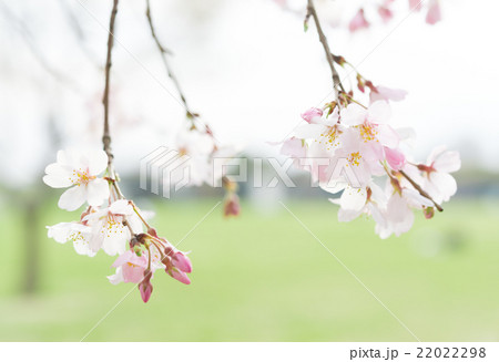 さくら 22022298