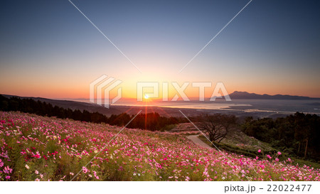 諫早市 白木峰高原のコスモスと朝日の写真素材