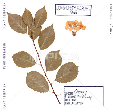 Cherry tree isolated 22023303