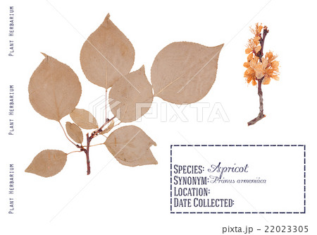 Apricot tree isolated Apricot tree isolated 22023305
