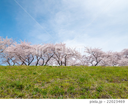 桜並木 22023469