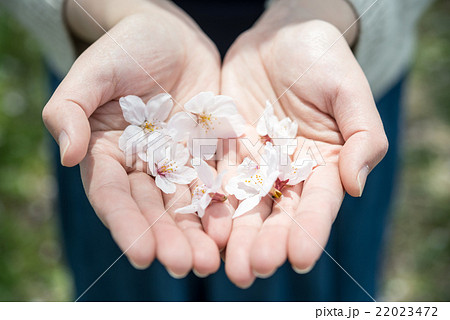 落ちていた桜の花びら 落ちていた桜の花びら 22023472