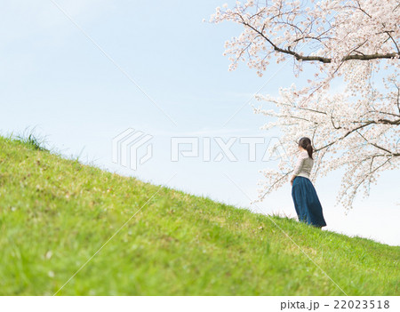 桜の季節 桜の季節 22023518
