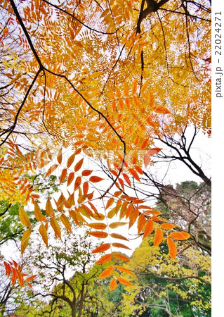 カイノキの紅葉 22024271