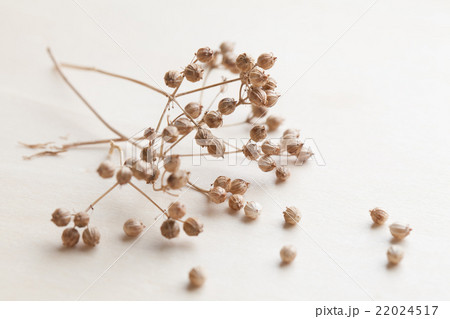 Coriander seeds Coriander seeds 22024517