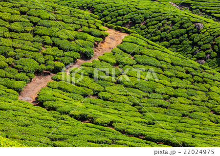 Tea plantations, India 22024975