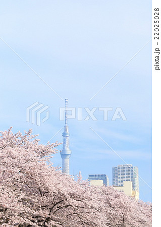 東京スカイツリーと満開の桜 22025028