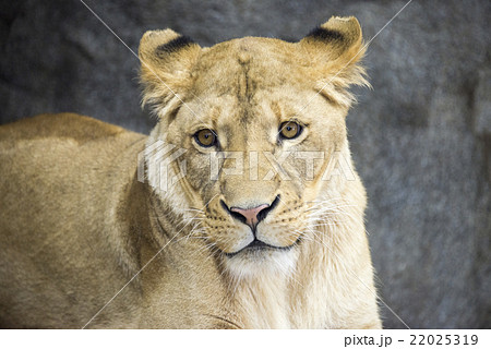 インドライオン メスライオンの写真素材