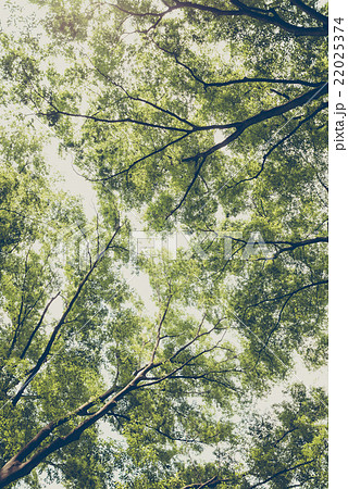 新緑の森 22025374