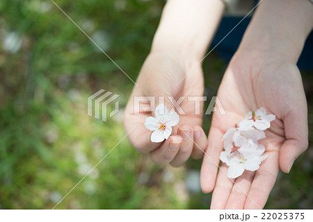 落ちていた桜の花びら 22025375