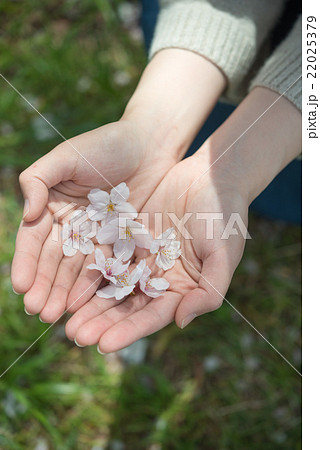 落ちていた桜の花びら 22025379