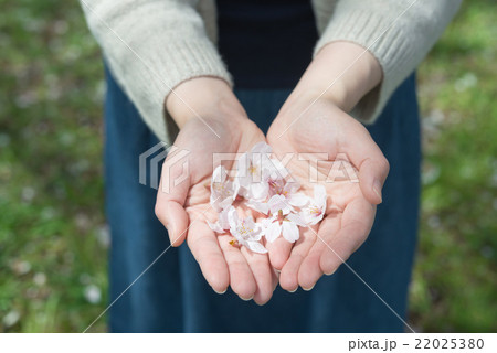 落ちていた桜の花びら 22025380