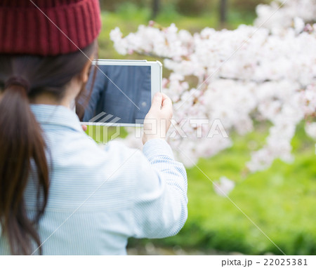 桜の季節 22025381