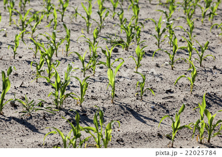 corn field. close-up corn field. close-up 22025784