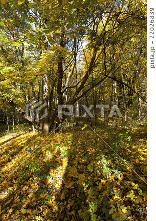 trees in the fall trees in the fall 22026839