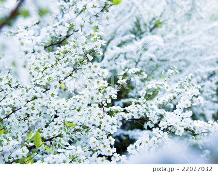 ユキヤナギ ユキヤナギ 22027032