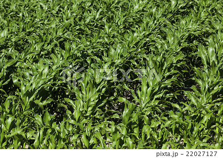 Green corn field  22027127