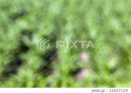 Green corn field Green corn field 22027129