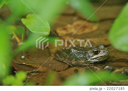 エゾアカガエル エゾアカガエル 22027185