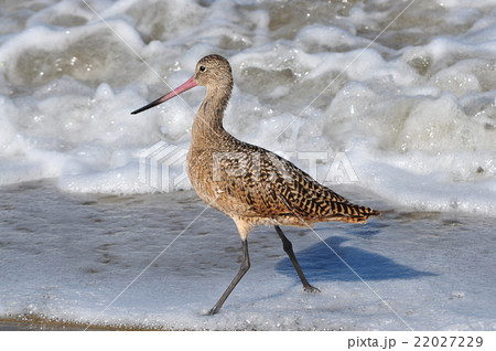波打ち際で餌を求めて走り回るアメリカダイシャクシギ 波打ち際で餌を求めて走り回るアメリカダイシャクシギ 22027229