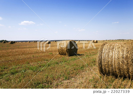 mature cereals ,  harvest   22027339