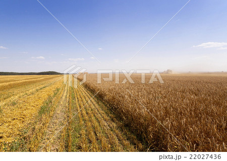 harvest of cereals. summer 22027436