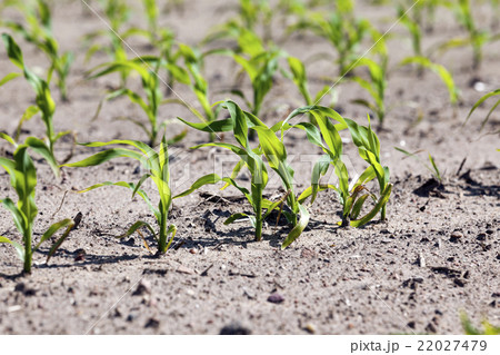 Field with corn   22027479