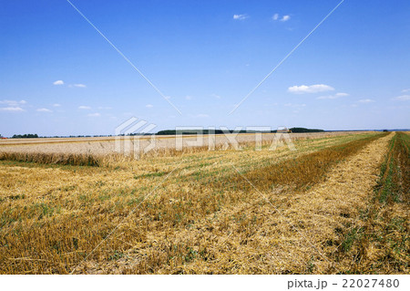 harvest of cereals 22027480