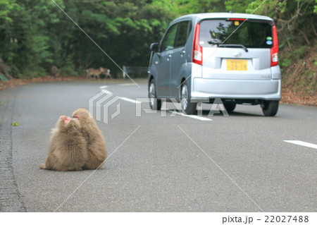 世界自然遺産登録地域　屋久猿のいる西部林道ドライブイメージ 22027488