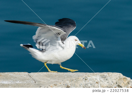 翼を広げるウミネコ 22027538